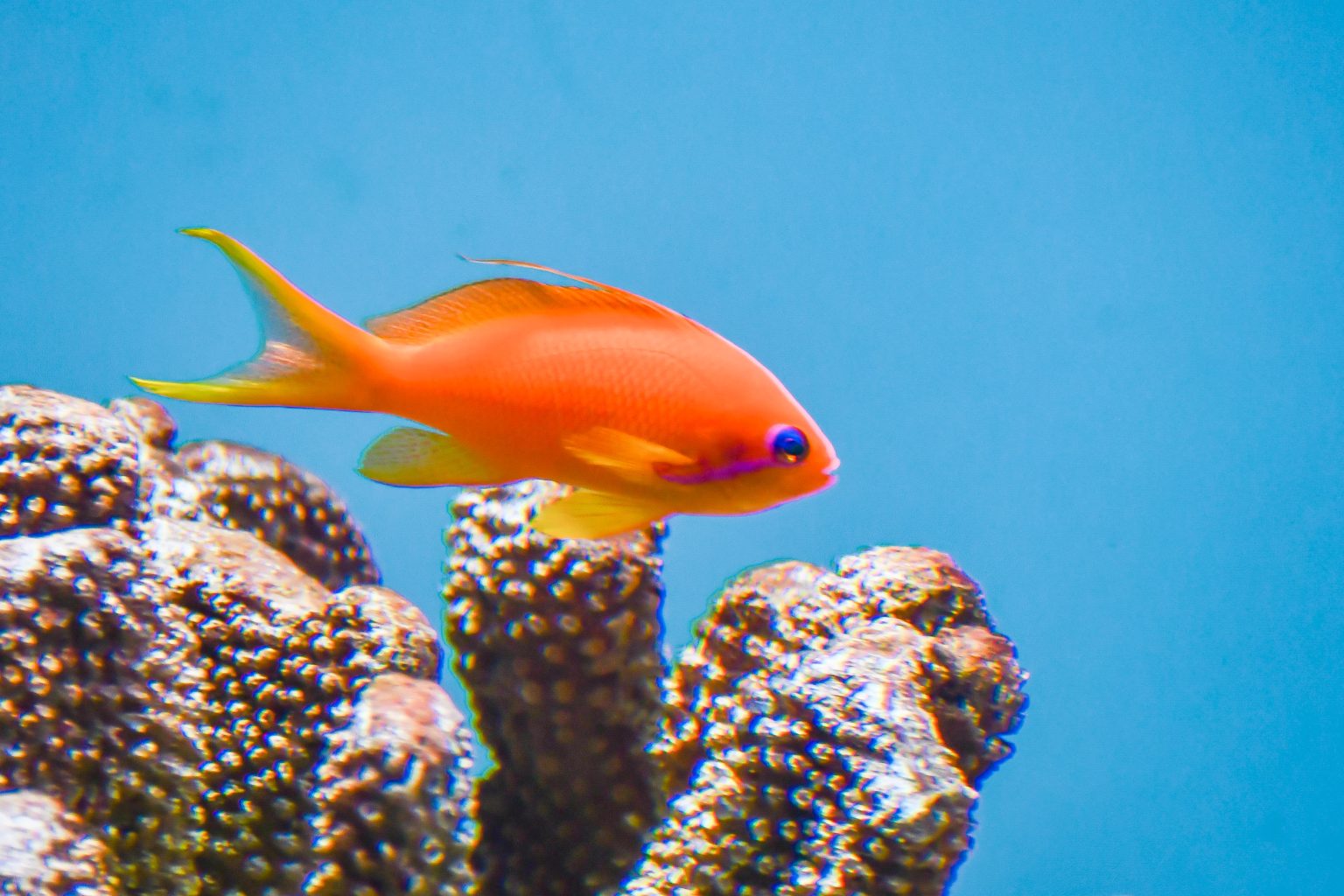 トラタミエント