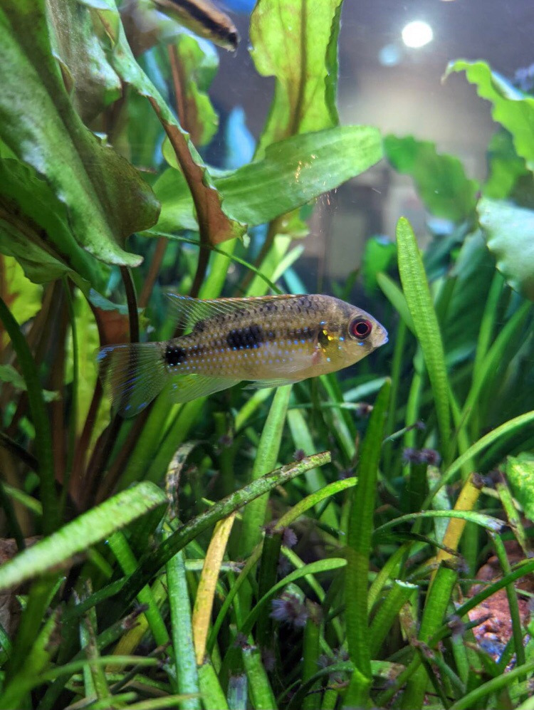 まさかの繁殖 Aqua Produce Sai 彩 スタッフブログ